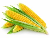 Семена кукурузы высокого качества. Лучшие цены в Приднестровье!