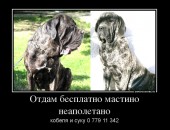 Отдам бесплатно суку и кобеля породы мастино неаполетано в добрые ответственые руки в связи с переездом.