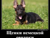 Я - маленький шикарный щенок немецкой овчарки