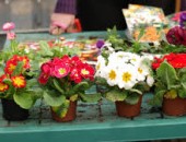 Muncitori necalificați la cultivarea florilor.