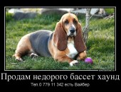 Продам недорого девочку бассет хаунд в связи с переездом в добрые ответственые руки!