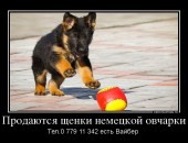 Продаются щенки немецкой овчарки! Щенки от рабочих родителей с шикарной родословной по обоим родителям.