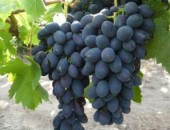 Struguri de poamă pentru consum personal sau pentru pregătirea vinului