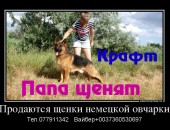 Продаются щенки немецкой овчарки!