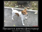 Продам недорого девочку фокстерьера! Имеет обе прививки и документы с клуба.