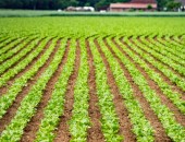 Muncitori în câmp la plantarea și cultivarea legumelor