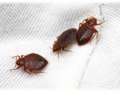 Таракан травить, как травить тараканов если дома животные, борьба с клопами в ПМР