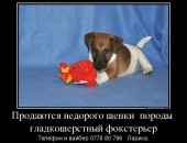 Продаются недорого щенки  породы  гладкошерстный фокстерьер!!!